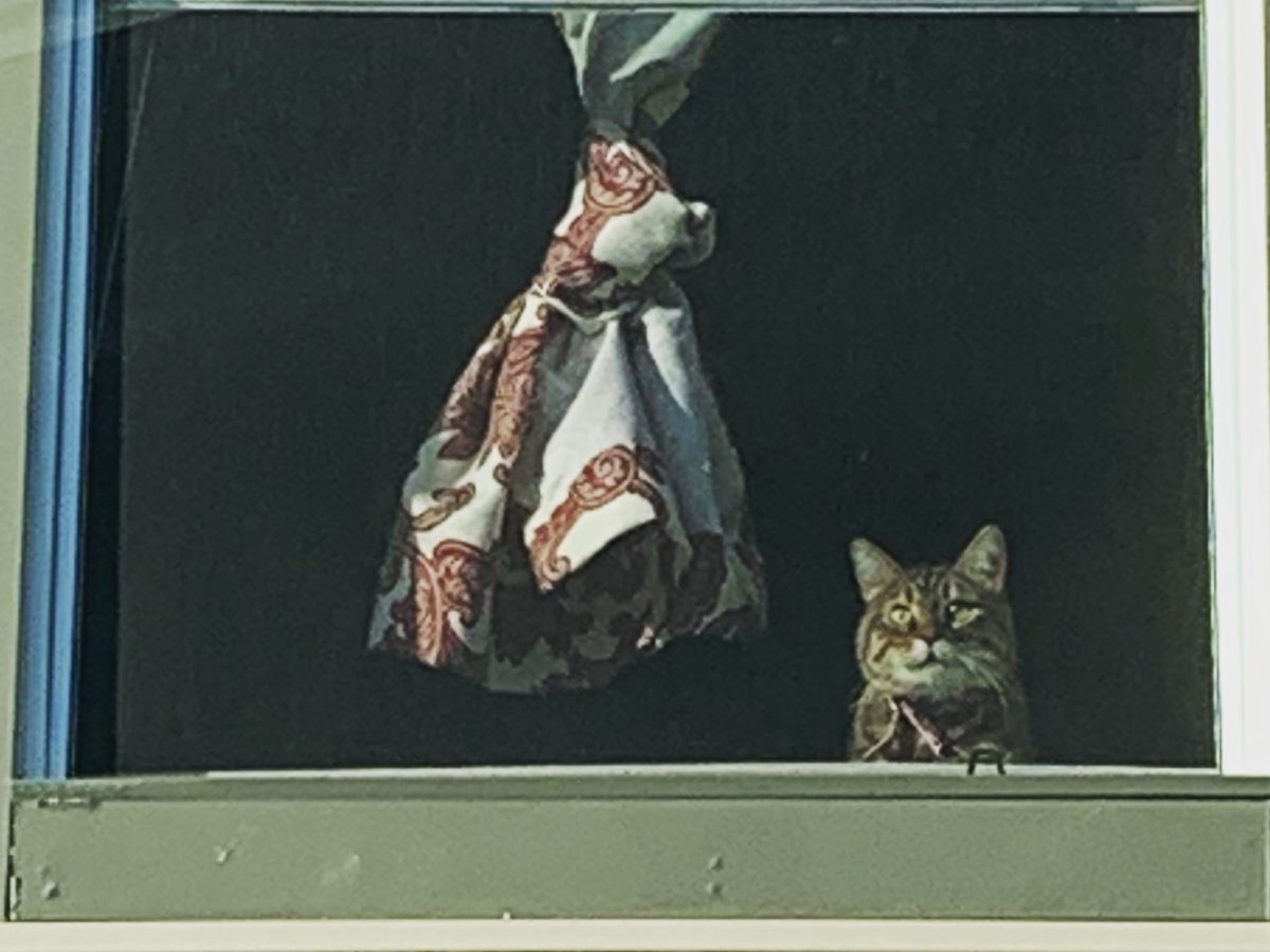 The Passing of Meowria